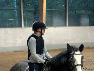 hästar Söker medryttarponny i Stockholm - Annons 9