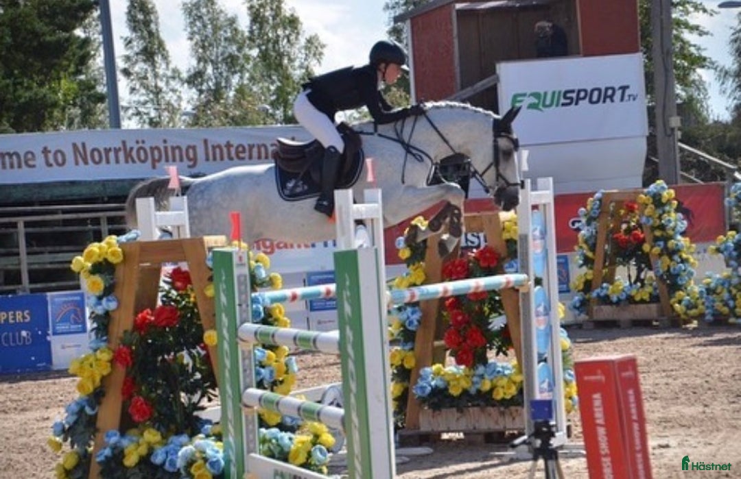 Hoppning hästar till salu: Bästa Jalapeno! i Kimstad - Annons 1