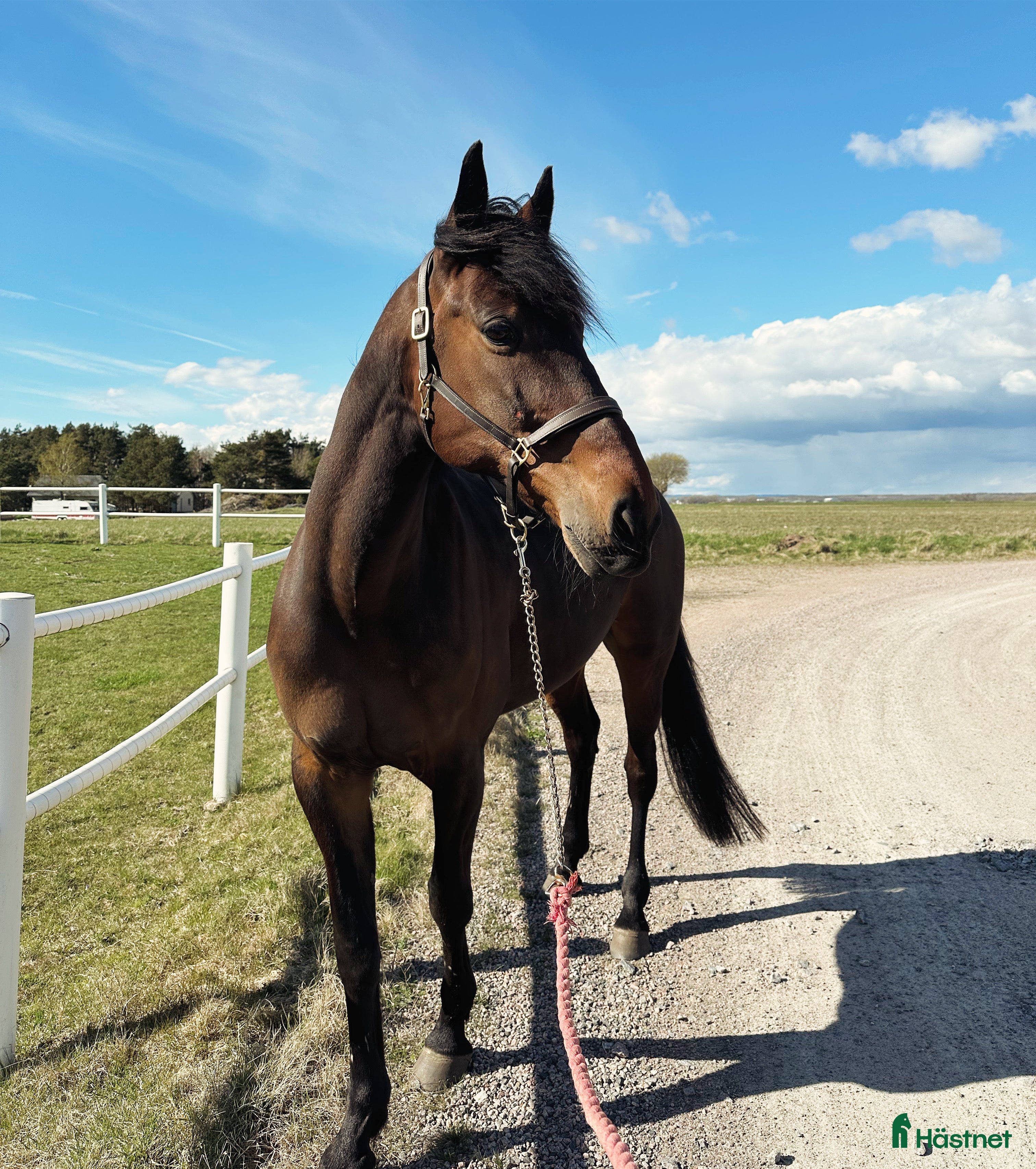  hästar En häst med hjärta av guld - Annons 18