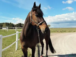 hästar En häst med hjärta av guld - Annons 18