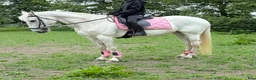  medryttarhäst finnes: Medryttare/halvfodervärd sökes i Sjöbo - Annons 9
