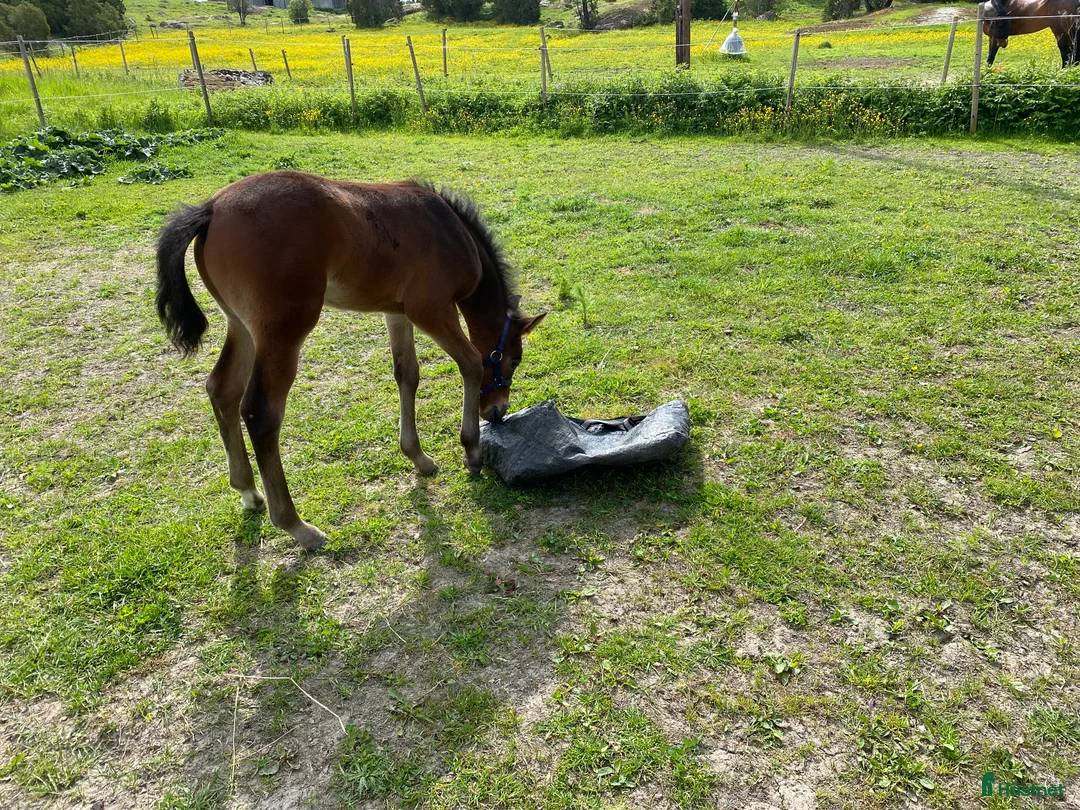 Fälttävlan hästar till salu: Hingstföl efter Converse All Star, A1 försäkrad i Alunda - Annons 4