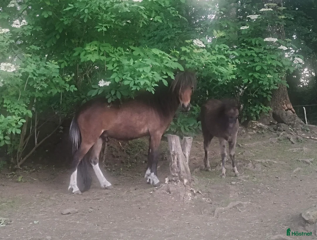 Övrigt hästar till salu: AMHA HINGST 5 år i Tjällmo - Annons 7