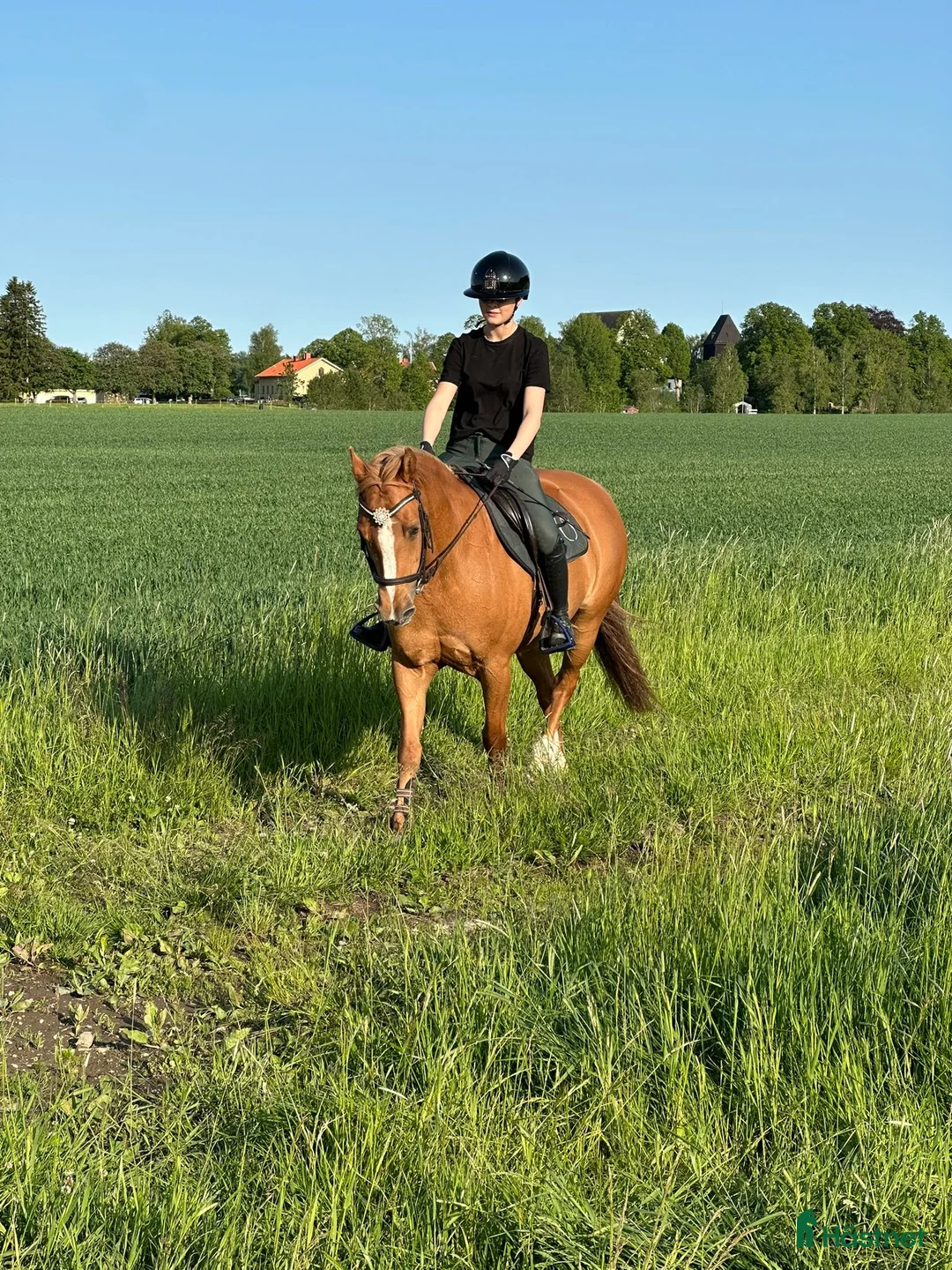 Allround hästar till salu: Snäll och trygg C-ponny "Reserverad" - Annons 2