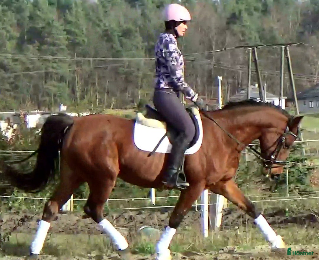 Allround hästar till salu: Top mover for some ambitious rider   i Örsundsbro - Annons 15