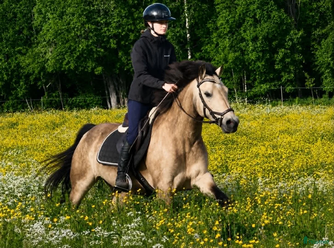 Allround hästar till salu: Lyxig ponny för hobbyryttaren - Annons 2