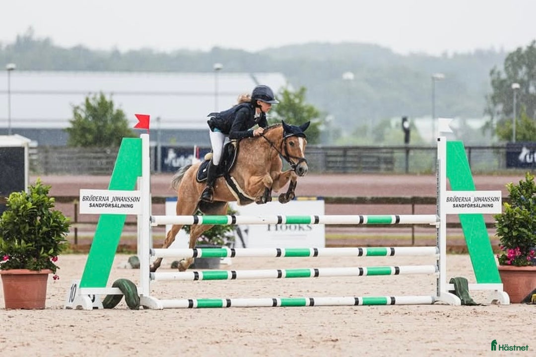 Hoppning hästar till salu: Underbar maxad c-ponny! i Ytterby - Annons 1