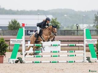 Hoppning hästar till salu: Underbar maxad c-ponny! i Ytterby - Annons 3
