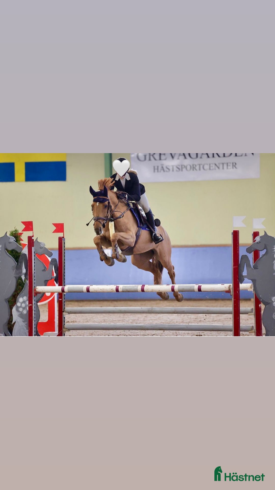 Hoppning hästar till salu: Bästa kompis  - Annons 1