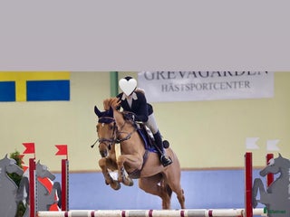 hästar Bästa kompis - Annons 10