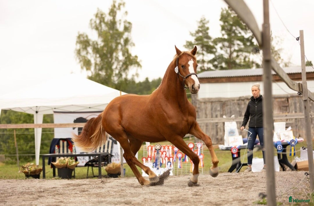 Övrigt hästar till salu: Multitalang i Söderköping - Annons 3