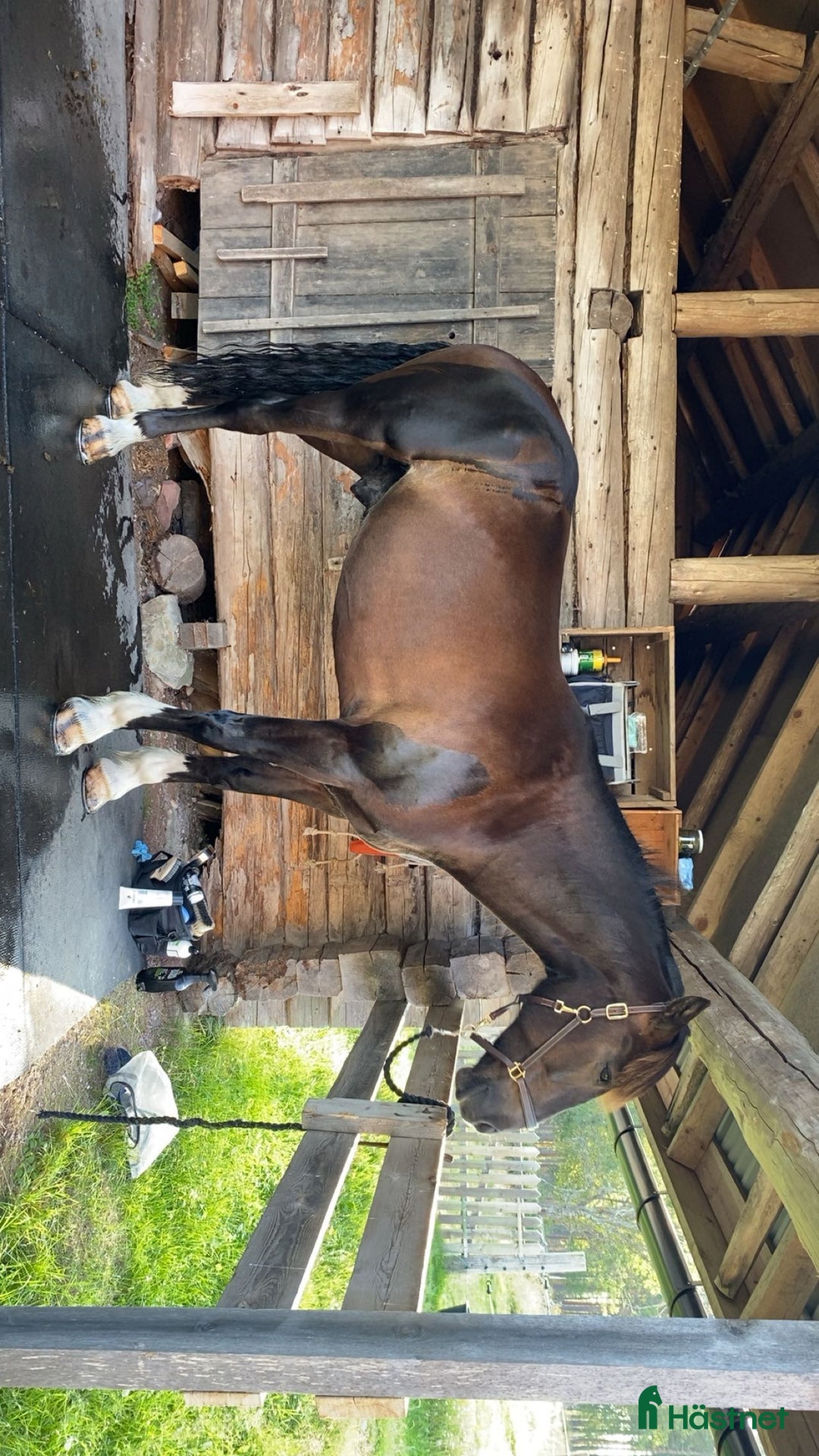 Allround hästar till salu: Snygg kallblodstravare  i Älvdalen - Annons 4