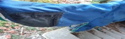 Täcken hästutrustning till salu: Bucas 135 300g+fleece - Annons 3