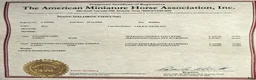 Allround hästar till salu: AMERICAN MINIATYR hORSE  - Annons 4