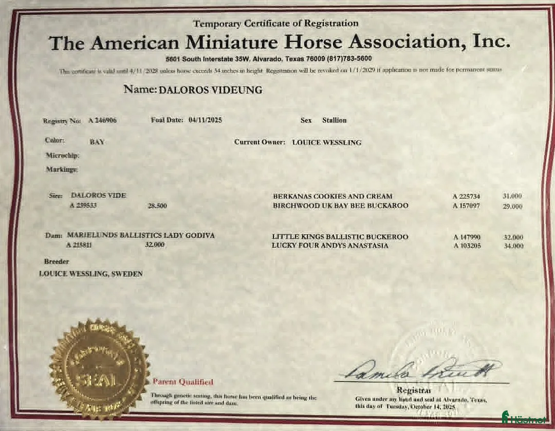 Allround hästar till salu: AMERICAN MINIATYR hORSE  - Annons 4