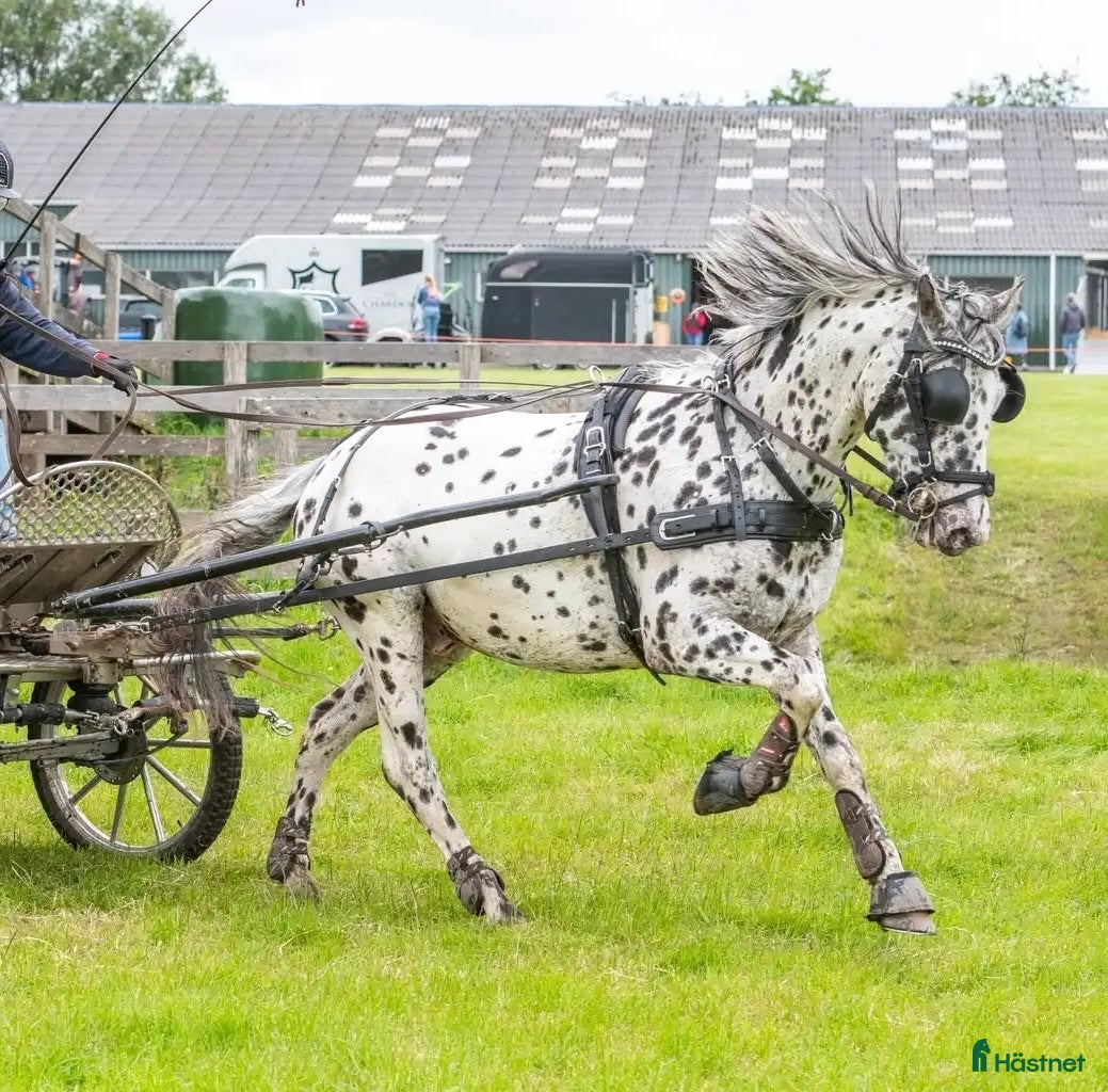  hästar Unik allround inkörd pony - Annons 3