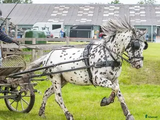 hästar Unik allround inkörd pony - Annons 8