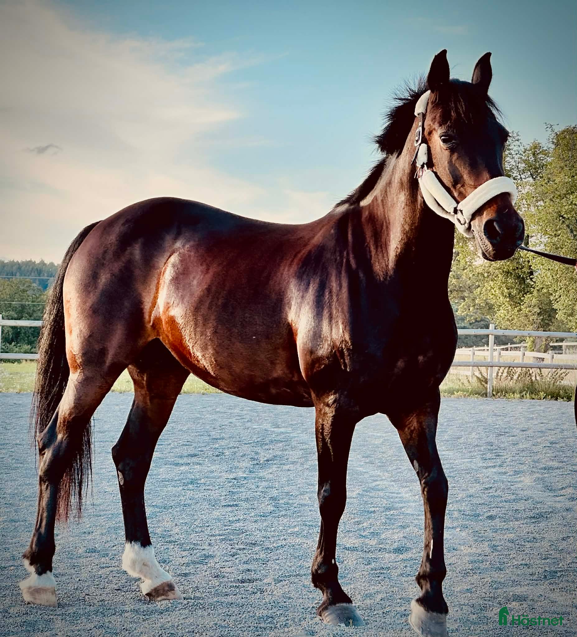  hästar Maxad c-ponny  - Annons 4