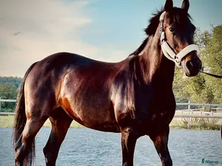 hästar Maxad c-ponny - Annons 4