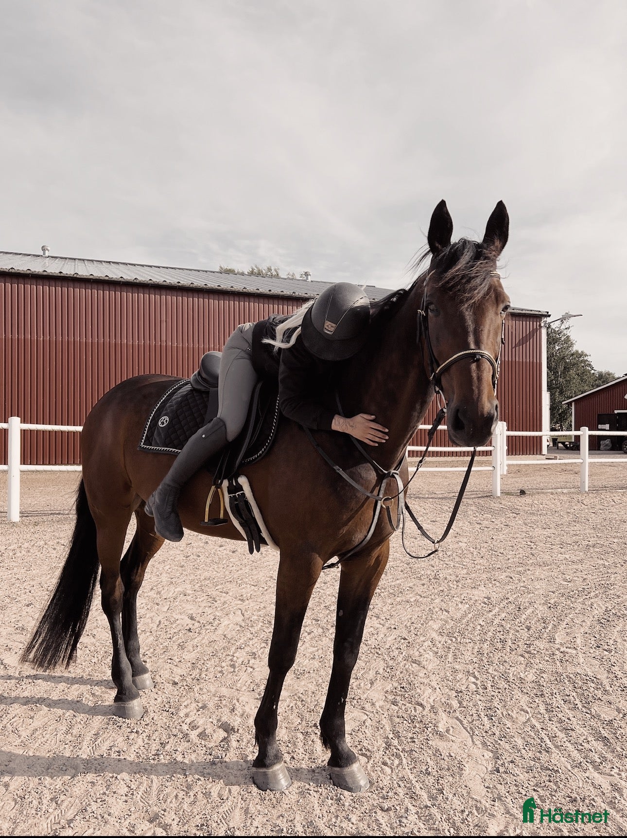  hästar En häst med hjärta av guld - Annons 17