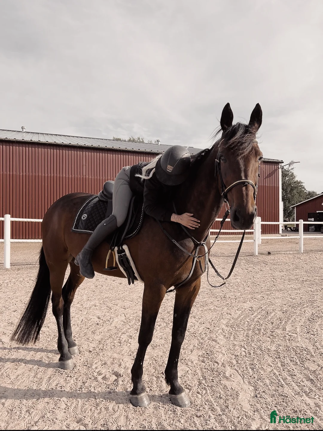 Övrigt hästar till salu: En häst med hjärta av guld - Annons 1