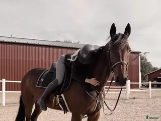 hästar En häst med hjärta av guld - Annons 17