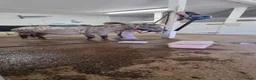 Allround hästar till salu: Super snäll miniatyr korsning  - Annons 2