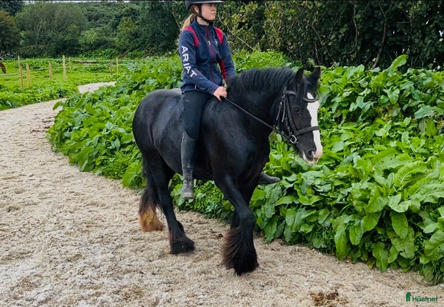  hästar Bombproof / therapy pony - Annons 5