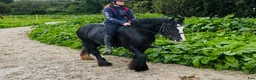 Allround hästar till salu: Bombproof / therapy pony - Annons 1
