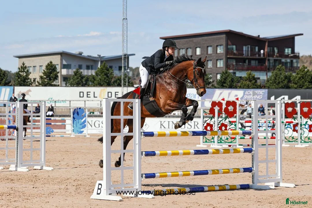 Hoppning hästar till salu: Tävlingshäst och Selektionssto - Annons 1
