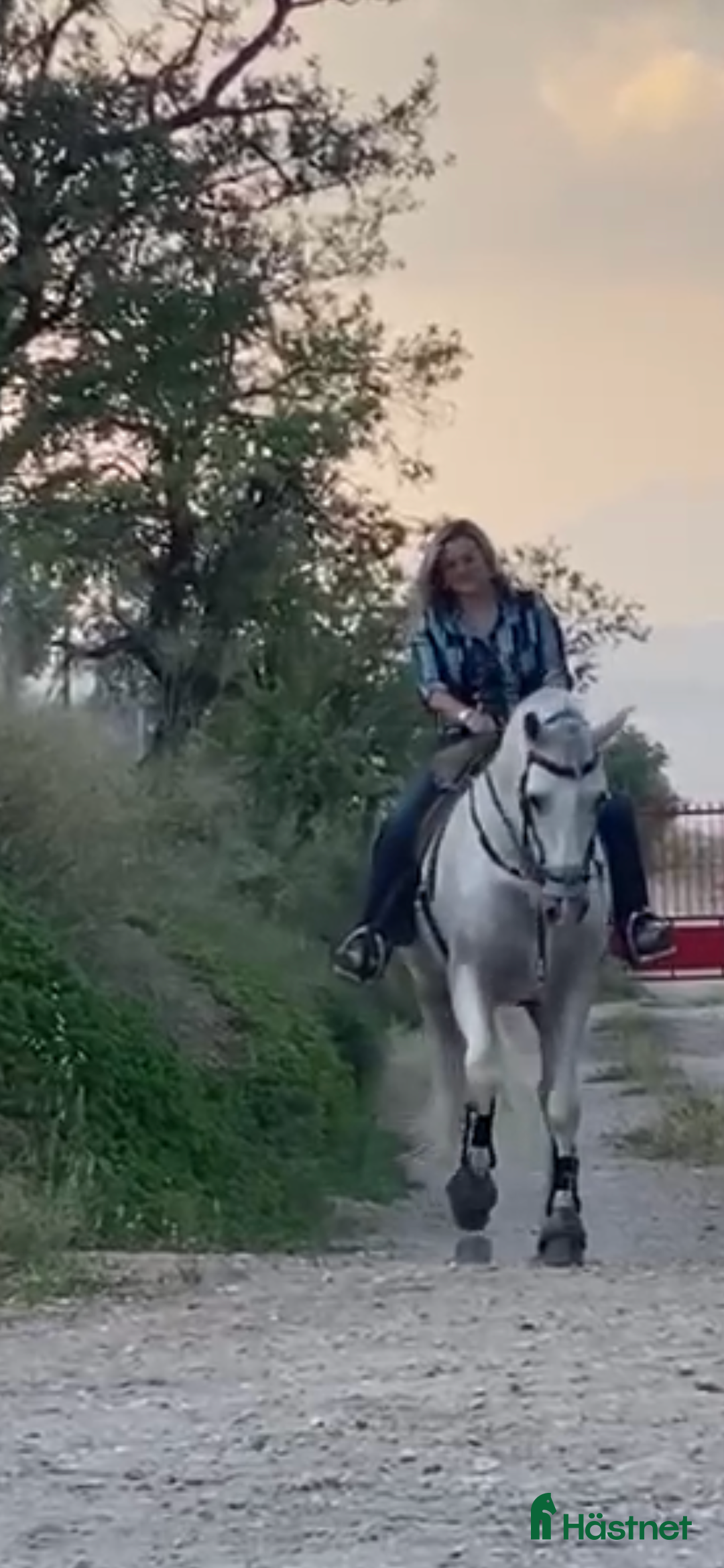 Avelshästar hästar till salu: PRE Avelshingst med dom äldsta blodslinjerna  i Hägersten - Annons 2