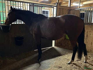 hästar i Vollsjö - Annons 27