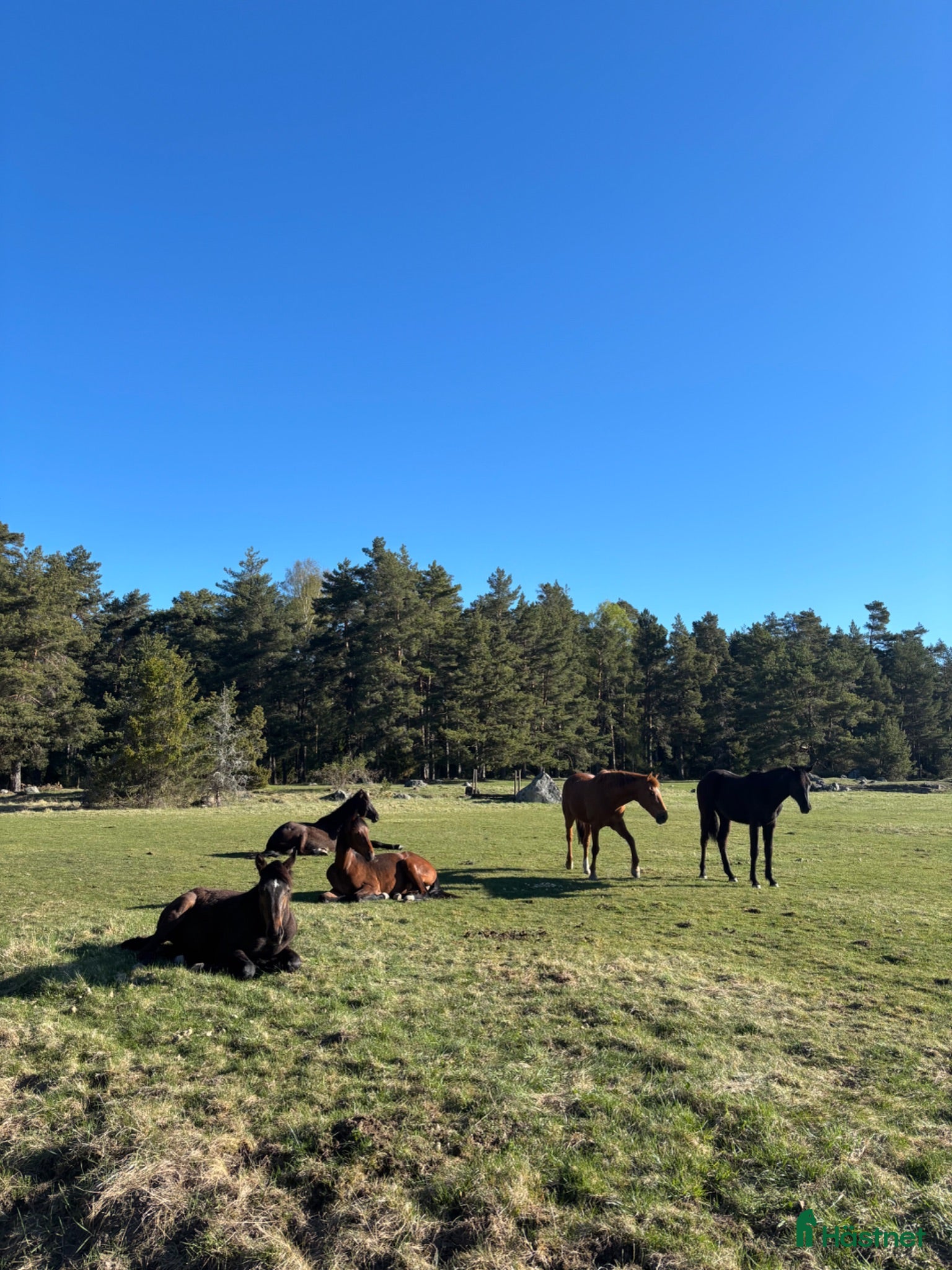  stallplats Lösdriftsplats för unghäst med fullservice - Annons 1