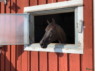 stallplats Stallplats Åsa / Kungsbacka i Åsa - Annons 23