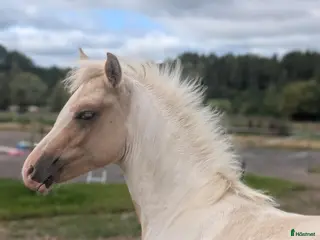 hästar Vackert sto - Annons 1