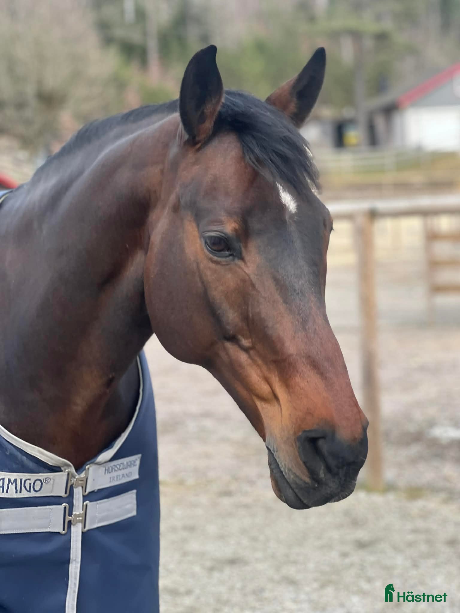  hästar Häst med kapacitet - Annons 17