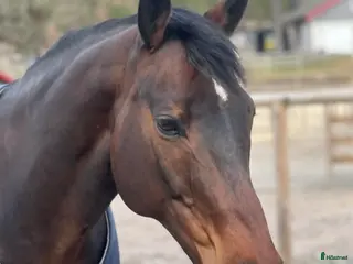 hästar Häst med kapacitet - Annons 17