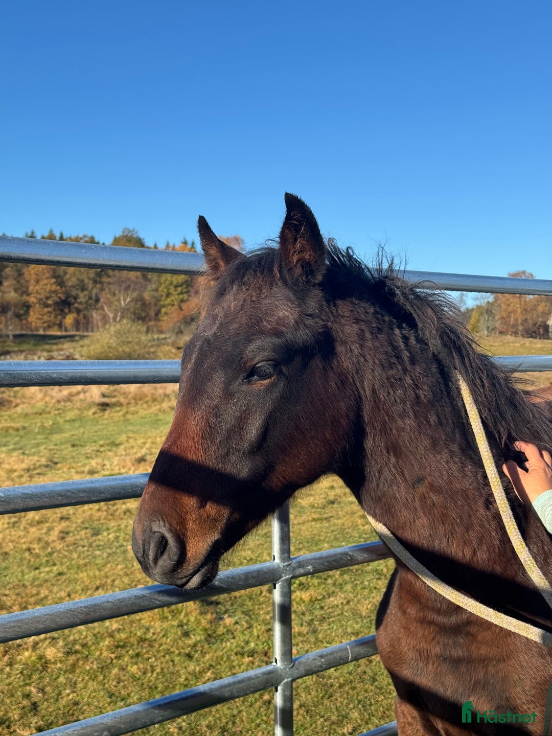 Allround hästar till salu: Exklusivt kvalitetsföl efter Hardrock Z ⭐️ i Ullared - Annons 11