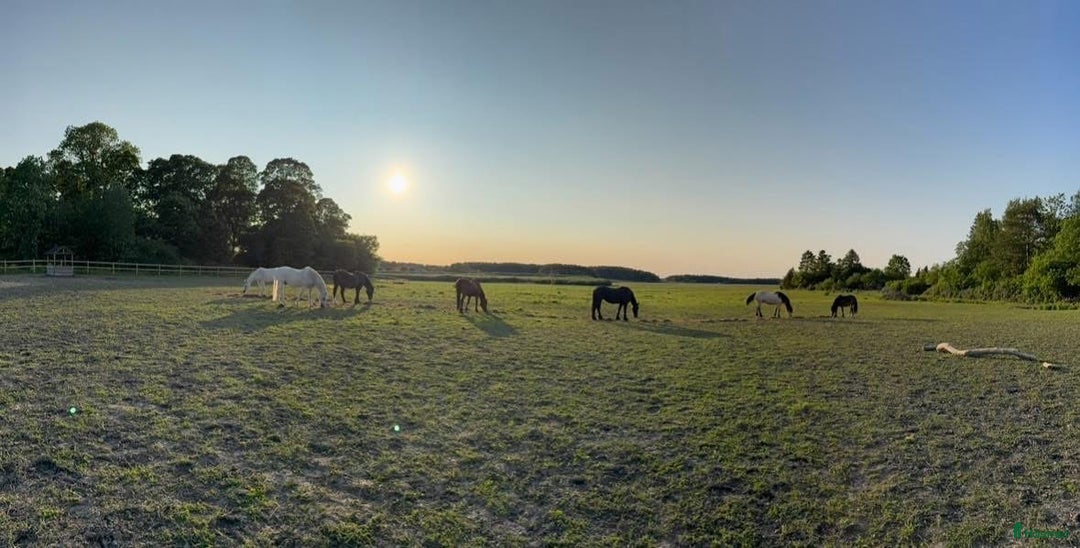  stallplats finnes: Stallplatser lediga i Skokloster – Stall Frista - Annons 4