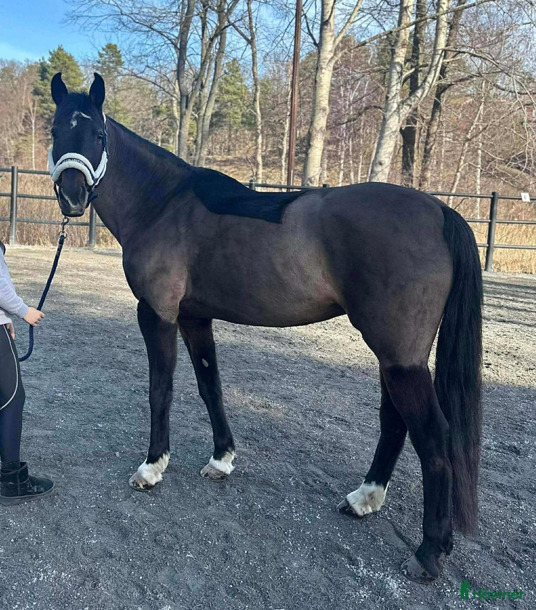 Allround hästar till salu: Underbar D-ponny söker nytt hem i Tyresö - Annons 4