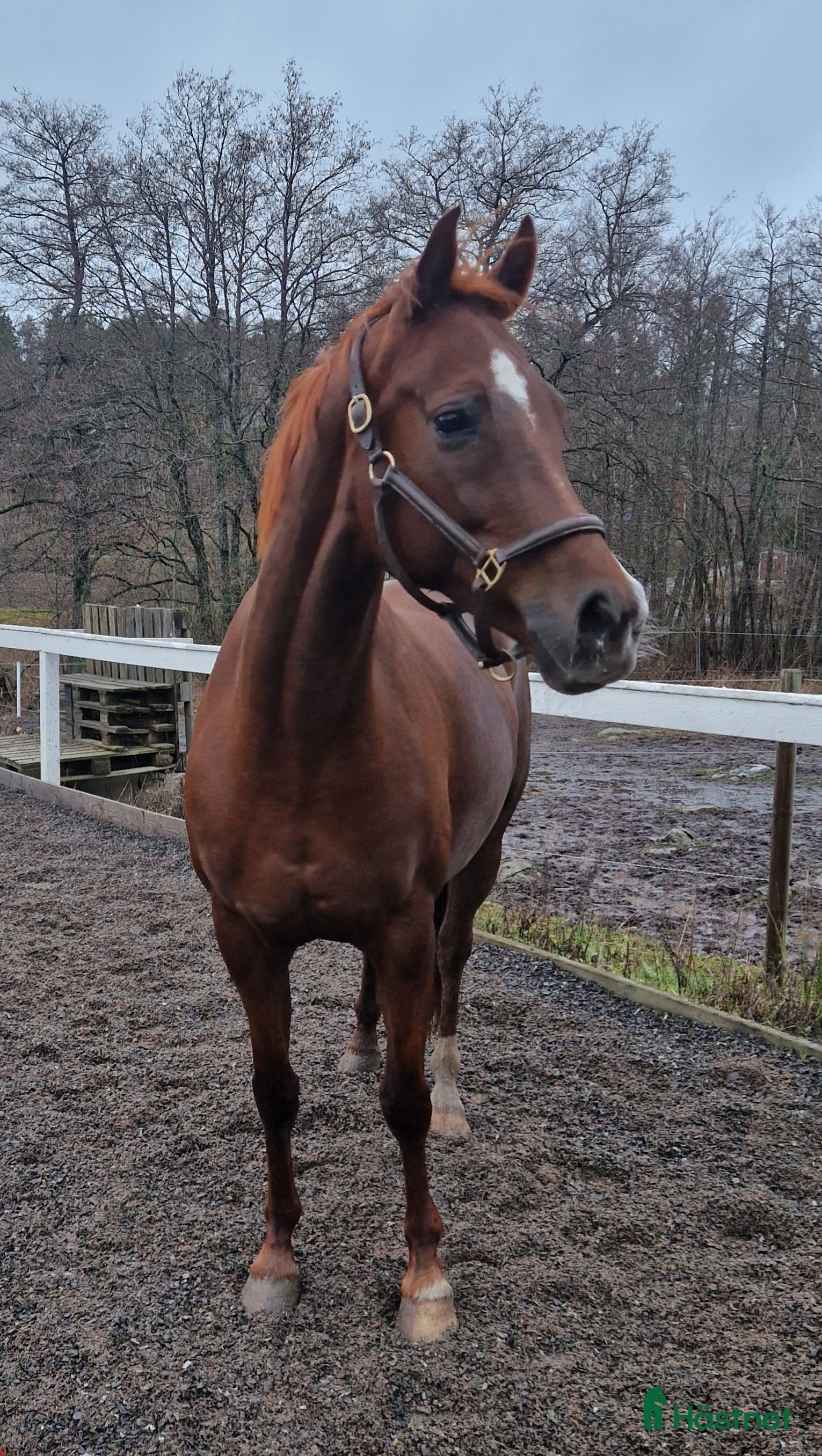  hästar Mycket vackert selektionssto i Österhaninge - Annons 15