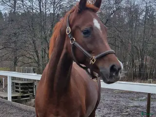 hästar Mycket vackert selektionssto i Österhaninge - Annons 6