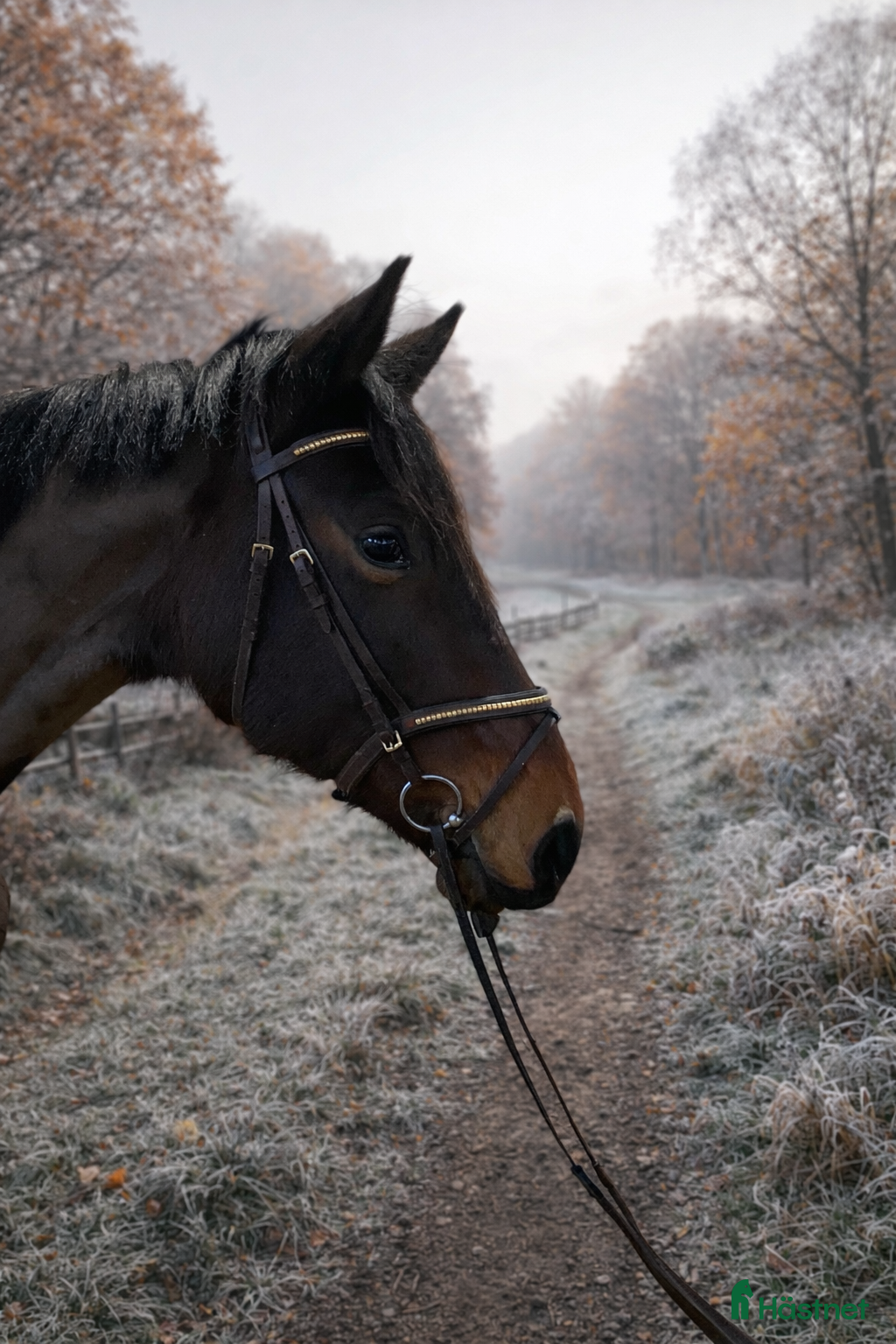  hästar 🌟Formbar stjärna för hoppning eller fälttävlan🌟 i Vänersborg - Annons 3