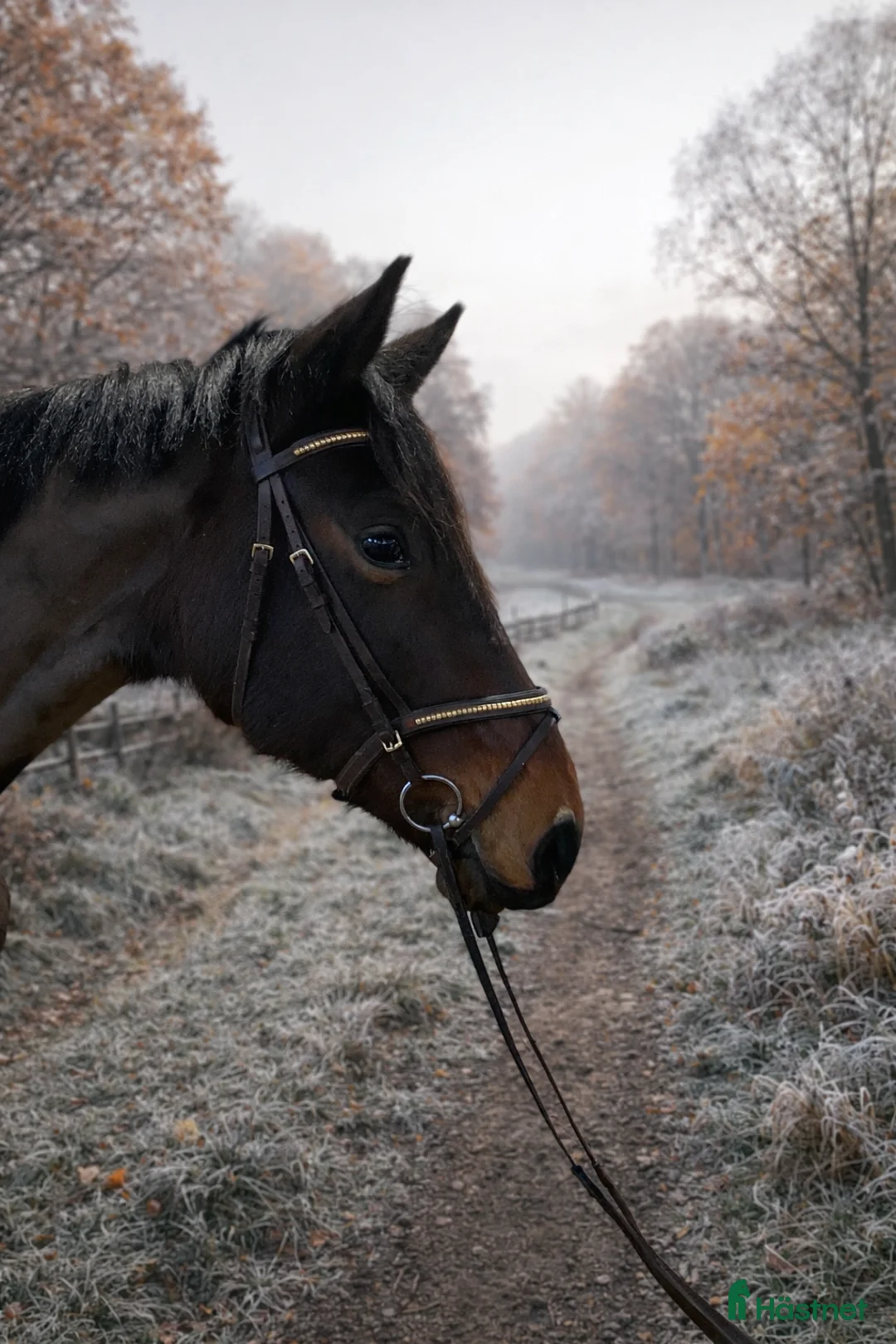 Hoppning hästar till salu: 🌟Formbar stjärna för hoppning eller fälttävlan🌟 i Vänersborg - Annons 1
