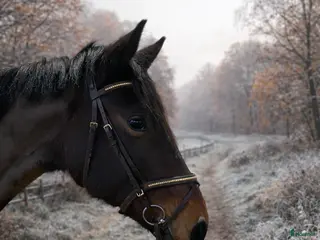 hästar 🌟Formbar stjärna för hoppning eller fälttävlan🌟 i Vänersborg - Annons 3