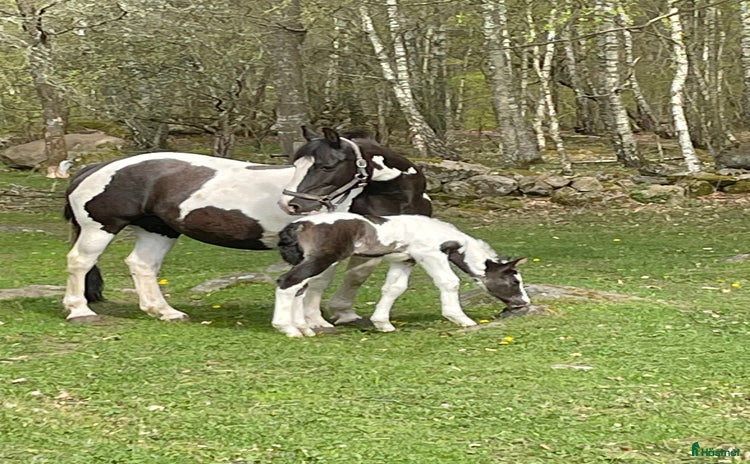  hästar Tanthäst  i Broby - Annons 2