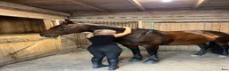 Allround hästar till salu: Trygg Läromästare🐴🤎 - Annons 5