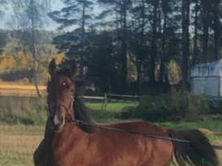 hästar Fin valack född -24 söker nytt hem i Dyltabruk - Annons 16