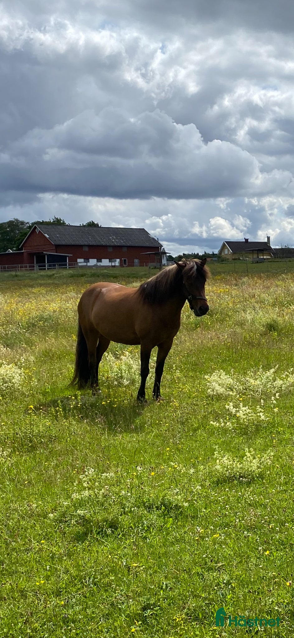  hästar 🌟Supertrygg och snäll islandshäst 🌟 - Annons 1