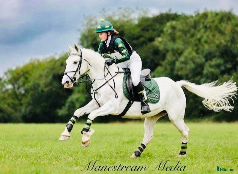  hästar Allrounder ponies i Ljungby - Annons 17